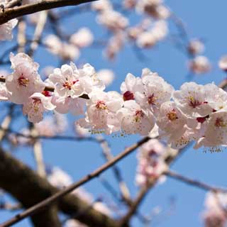 でもって、こちらも同じく杏、前回3月12日の時点ではまだ蕾だった(^_^;)