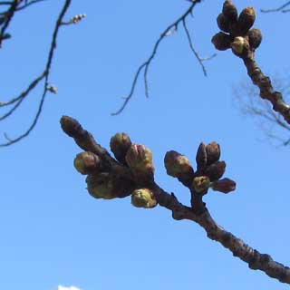 【武蔵小杉の桜(定点観測2017)】2017年3月24日、いつもの観察対象ですが、この先っぽが伸びるのにはあと2〜3日程度は必要かと…それから咲く段階に入るので、やっぱ来週末辺りに開花って感じかもーヽ(^.^;)丿