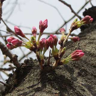 【武蔵小杉の桜(定点観測2017)】2017年3月24日、早かったと思ってたこの幹から出てた花も、いつの間にか他に抜かれている(^_^;)明日明後日には開くと思いますが、他の木で今日目視出来たのは2〜3輪程度だしなーヽ(^.^;)丿