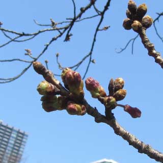 【武蔵小杉の桜(定点観測2017)】2017年3月28日、観察対象は昨日より膨らんだ印象有り(^_^;)やはり寒暖があると変化が出ますなーヽ(^.^;)丿でもまだ咲く状態には無い(^_^;)