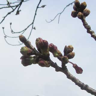 【武蔵小杉の桜(定点観測2017)】2017年3月29日、昨日今日ですが、しっかり先の伸びの変化が見られますヽ(^.^;)丿ここから先は早いですぞ?:-)