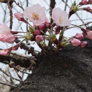【武蔵小杉の桜(定点観測2017)】2017年3月29日、一昨日「明日咲く」とか言ってたモノ、昨日はしょぼしょぼーんに花びらが開きかけてたのが、今日はこんな感じでしたーヽ(^.^;)丿