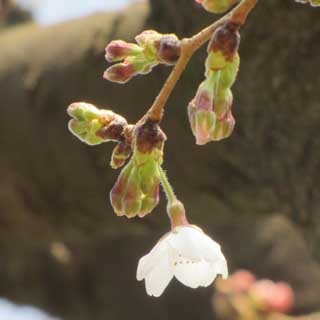 【武蔵小杉の桜(定点観測2017)】2017年3月30日、その観察対象と同じ木の別の枝には1輪だけ開花を確認＼(^o^)／でも、この隣の木は1分弱咲いてて…ヽ(^.^;)丿これも早いな…(^_^;)