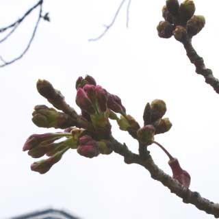 【武蔵小杉の桜(定点観測2017)】2017年3月31日、いつもの対象…右後ろが隠れてしまってますが、花びらが見えています(^_^;)明後日には咲いてる感じでしょうか…(^_^;)