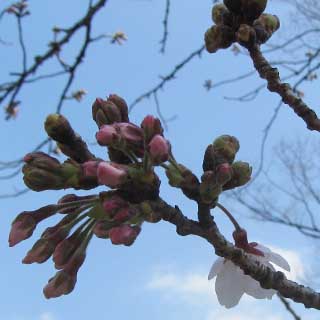 【武蔵小杉の桜(定点観測2017)】2017年4月3日、昨日が今日みたいな天気だったら良かったのにねーヽ(^.^;)丿一応対象は1輪咲いたようです(^_^;)今日はここ以外に近所の他の桜を見てきましたが、ここよりは開花進んでましたが、まだまだな感じでしたーヽ(^.^;)丿