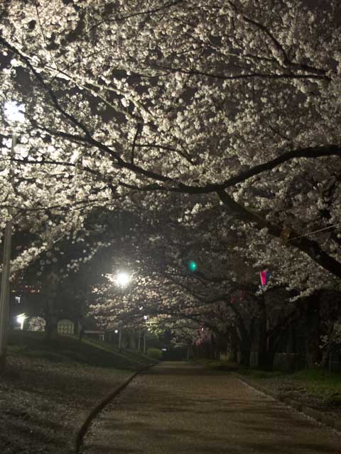 【武蔵小杉の桜(定点観測2017)】2017年4月9日、観察対象ではないですが、夜にちょっと…(^_^;)夜桜見物してる人とかいるかな〜…と、思いましたがご不在(^_^;)