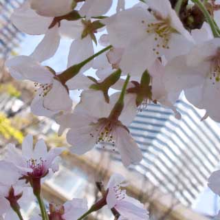 【武蔵小杉の桜(定点観測2017)】2017年4月14日、後ろのビルが斜めであるように、これも先が重くなって垂れてます(^_^;)折れなきゃいいな…今日も見に行ったら他の枝と絡んでたし…(^_^;)あゔない…