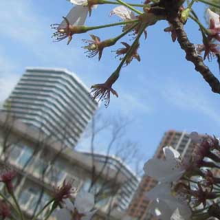 【武蔵小杉の桜(定点観測2017)】2017年4月15日、今日の風で観察対象はご覧の有様にヽ(^.^;)丿観察も終わりですかねーヽ(^.^;)丿