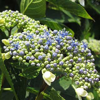 2017年5月30日 これは去年も見た紫陽花と同じトコロのモノですが、まだ蕾の状態だったと…(^_^;)まぁ、去年撮ったのは6月半ばでしたが〜ヽ(^.^;)丿