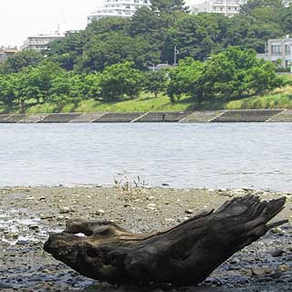 2017年5月30日 中州まで入れたので、こんなモンも…どこから流れてきたかは判らんですが「考える流木」w