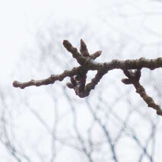 【武蔵小杉の桜(定点観測2018)】手前の枝の位置が動いていた…(^_^;)ここでは見えて無いのですが、実は上手奥で枝が交差してて、その前後が動いたみたいな…(^_^;)直してもいいんだが…人目があるトコでは直し難いw