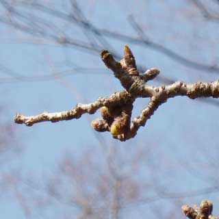 【武蔵小杉の桜(定点観測2018)】上向いてる方はまだまだ尖ったまま…(^_^;)が、下側の方は結構丸まってたり…このアングルで撮るから判り難い…(^_^;)