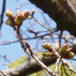 【武蔵小杉の桜(定点観測2018)】これは観察対象の隣の木なんですが…おー、こっちはもう先っぽピンクでは無いですかいっ!ヽ(^.^;)丿観察対象は伸びが遅かったかものぉ…