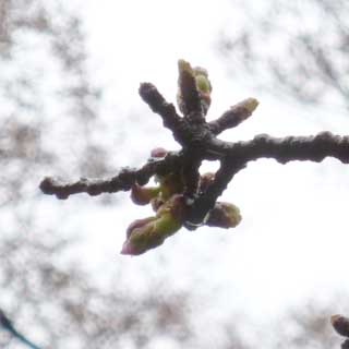 【武蔵小杉の桜(定点観測2018)】観察対象はまだ咲いておりません(^_^;)この中で比較的伸びの早かった下部のトコですが、これが咲くにはあと2～3日はかかりそうな予感(^_^;)