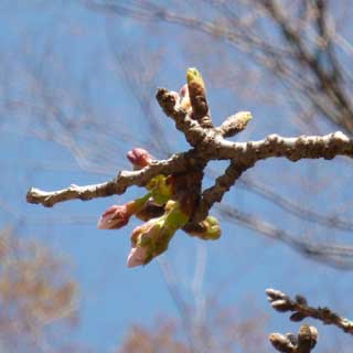 【武蔵小杉の桜(定点観測2018)】あれ?観察対象まだ咲いてないぢゃなイカ?