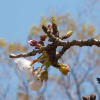 【武蔵小杉の桜(定点観測2018)】観察対象やっと開きましたヽ(^.^;)丿でも1割位ですかねーヽ(^.^;)丿遅いですねーヽ(^.^;)丿