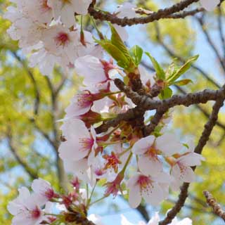 【武蔵小杉の桜(定点観測2018)】周囲も散り始めてきてるが、ここはまだこんな感じだーヽ(^.^;)丿右上の部分はこのまま花をつけず葉っぱになる感じですな(^_^;)