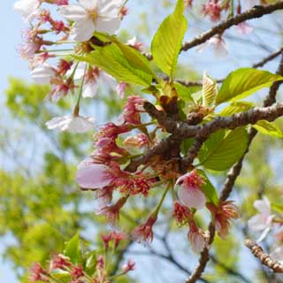 【武蔵小杉の桜(定点観測2018)】花びら結構落ちまして…でもって葉っぱの成長も早く…(^_^;)この辺りの桜は今週末にはもう葉桜っぽいですーヽ(^.^;)丿