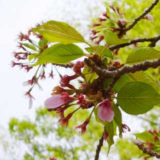 【武蔵小杉の桜(定点観測2018)】葉っぱの方が目立つように…つか、花の後の軸部分も地面にいっぱい…(^_^;)今年の桜も終わりすなーヽ(^.^;)丿