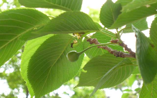 日記ネタが無いので…ヽ(^.^;)丿郵便局からの帰りに撮ったお写真などを…(^_^;)桜はすっかり緑となりましたが、こんなモンがね…(^_^;)まぁ、食べられるモノにはならないと思いますがーヽ(^.^;)丿