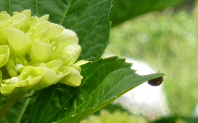 【多摩川川縁散歩】2018年5月21日 飛び立とうとするてんとう虫ヽ(^.^;)丿でも結局飛ばずにそのまま裏に這ってった…(^_^;)