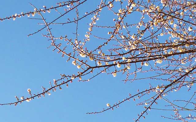 桜の観察がまだちゃんと進んでいないのに…(^_^;)梅の方は咲き始めているよーですなヽ(^.^;)丿