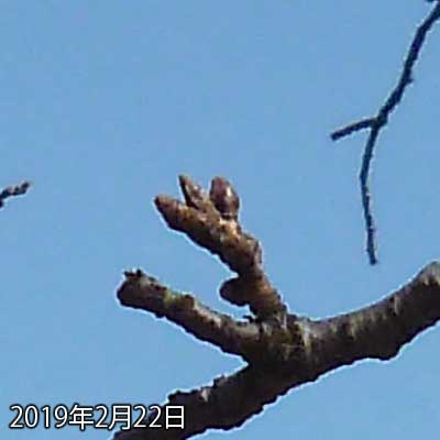 【武蔵小杉の桜(定点観測2019)】やっぱり午前10時～11時頃でないと日が当たらない場所のようだ…(^_^;)