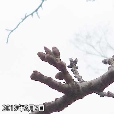 【武蔵小杉の桜(定点観測2019)】天気に不安があったのと、持ち物が多かったので、今日はコンデジ…やはりうまく撮れんのーヽ(^.^;)丿まぁ、大きくは変わって無いようなので…とは言え、今月21日頃に関東も開花なんざんしょ??それでまだこんな感じなんすか?ヽ(^.^;)丿