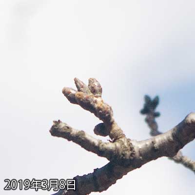 【武蔵小杉の桜(定点観測2019)】昨日のはコンデジで、しかも薄暗いのもあって形がはっきり判りませんでしたが、今日のは…うーん、少し膨らんだ??(^_^;)
