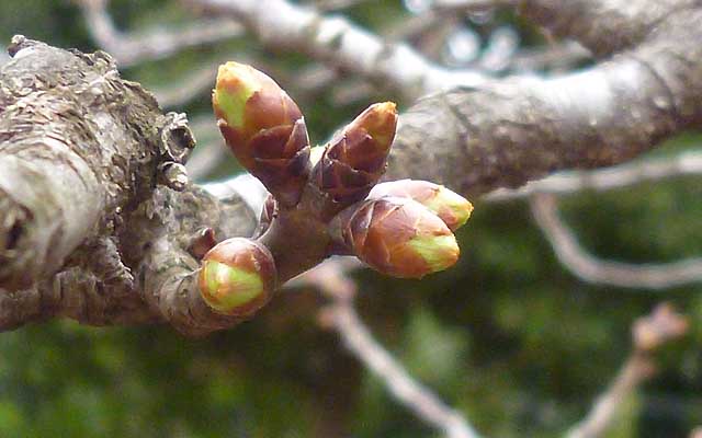 【武蔵小杉の桜(定点観測2019)】観察対象とは別の木…の幹(^_^;)こーゆーのも中にはあるのですが、まだまだこの程度…(^_^;)