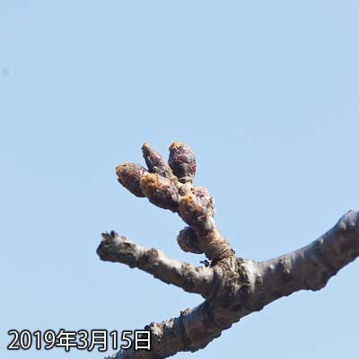 【武蔵小杉の桜(定点観測2019)】観察対象はまだ先っぽは白くなっていないのです…でも膨らみつつはあるので、今週末か週明けには下の写真のようにはなるかも…