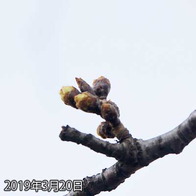 【武蔵小杉の桜(定点観測2019)】左側、先が少し割れた感じ…でもまだ全然やっ!＼(T_T)／