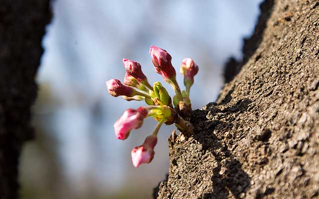 【武蔵小杉の桜(定点観測2019)】「咲け酒咲け酒」のは全部が伸びておりました、昨日は左奥のがまだ先っぽ寄せ集まってましたので…ヽ(^.^;)丿明日は厳しいかな…でも明後日には開花してそう…(^_^;)