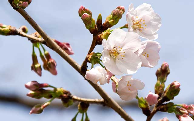 【武蔵小杉の桜(定点観測2019)】昨日の2枚目、先っぽ伸びてたのが今日はしっかり開花＼(^o^)／その他にも数輪確認出来まして…なんで観察対象は遅いんだーっ!ヽ(^.^;)丿