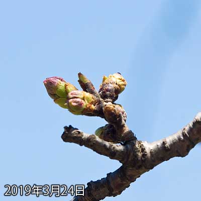 【武蔵小杉の桜(定点観測2019)】やっとここまできましたか…さぁ、伸びろ伸びるんだっ!ヽ(^.^;)丿