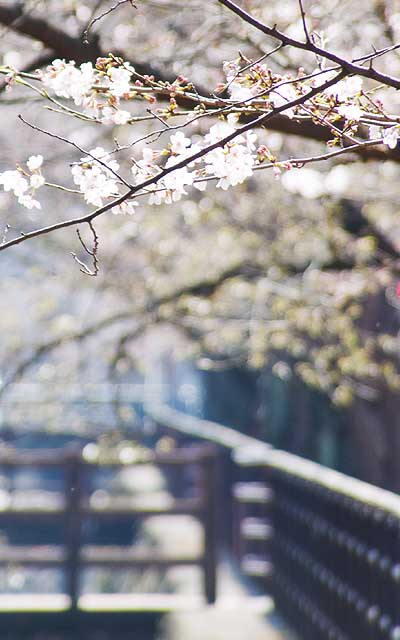【武蔵小杉の桜(定点観測2019)】もっと全体が真っ白くなってくれると春らしくなるんだが…(^_^;)もうチョイかな?(^_^;)
