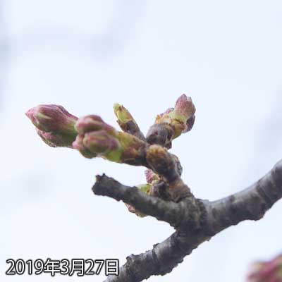 【武蔵小杉の桜(定点観測2019)】先が伸びて少し重くなってきたか？ちょいと下向きになり始めている希ガスw