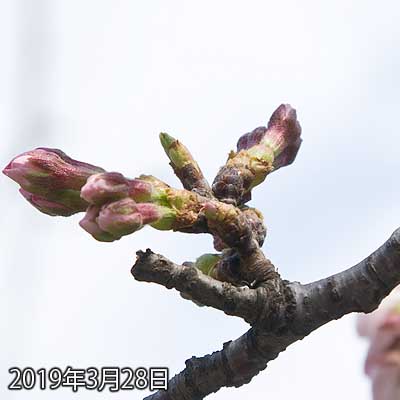 【武蔵小杉の桜(定点観測2019)】伸びてきたかな?でも花びらの部分がまだ解れてないので、明日は無理か?やはり明後日かの?(^_^;)