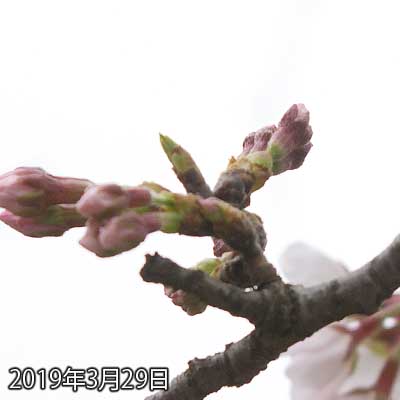 【武蔵小杉の桜(定点観測2019)】画面からはみ出る程度には伸びましたが…うーん、明日開くかなぁ…微妙だなぁ…(^_^;)