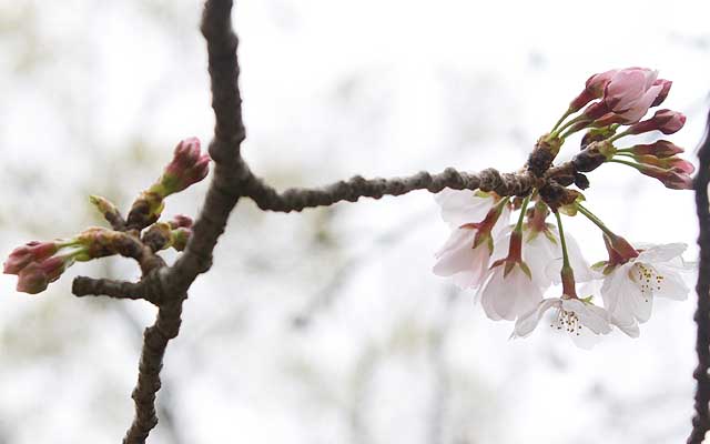 【武蔵小杉の桜(定点観測2019)】なんでこっちはこんなに咲いちゃうのん?(^_^;)