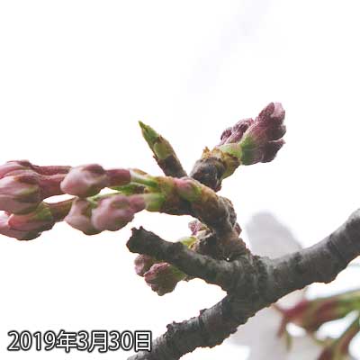 【武蔵小杉の桜(定点観測2019)】やはり今日は咲きませんでしたヽ(^.^;)丿明日は咲きそうだな…ビールは明日にしよう♪(は?w)