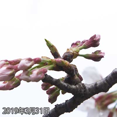 【武蔵小杉の桜(定点観測2019)】残念、咲きませんでしたヽ(^.^;)丿明日ですねー、これわーヽ(^.^;)丿