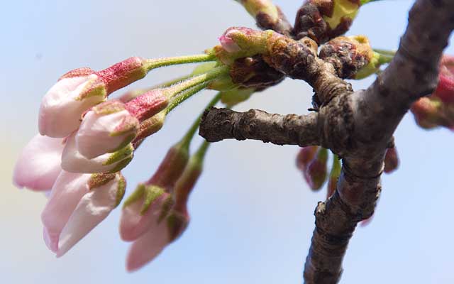 【武蔵小杉の桜(定点観測2019)】観察対象を横から見た図…あとは先日幹から落ちてしまった花のようにならんコトを祈る…(^_^;)