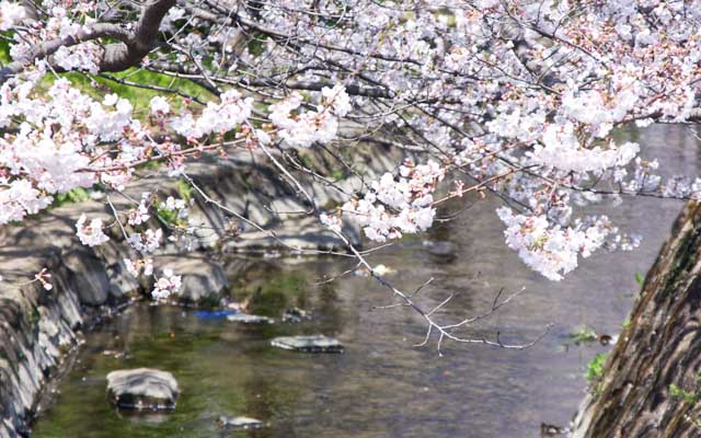 【武蔵小杉の桜(定点観測2019)】近くの別の桜を…(^_^;)よい感じに咲いておりますが、下の川(用水路)には散った花びらが…まだ満開状態では無いのに、もう散り出してるのがあるのがのーヽ(^.^;)丿