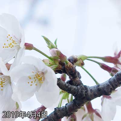 【武蔵小杉の桜(定点観測2019)】今日はお出かけだったので、見に行けるかどーかがあったのですが…とりあえず暗くならない内に撮りに行けたヽ(^.^;)丿あー、後ろも咲きましたが、いくつかぽつぽつと咲いてないのが隠れておりましたなヽ(^.^;)丿でも今度の週末には全部咲くかな?また花見客でいっぱいになるのかのーヽ(^.^;)丿