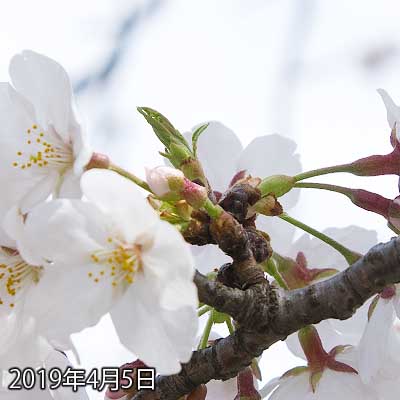 【武蔵小杉の桜(定点観測2019)】やはりまだ咲いてないのがおる…(^_^;)明日はお出かけてしまうので見れないと思いますが…多分日曜は咲いてるんぢゃなイカ?って気がします(^_^;)