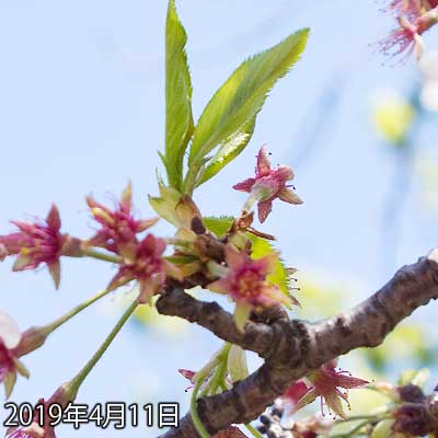 【武蔵小杉の桜(定点観測2019)】今日は風が強くて…ピントが合い難いのはしょーがないとして、風に煽られ、枝があちこちにぶつかって…それで花びらが飛んで行くとゆーヽ(^.^;)丿この対象も明日には全部落ちてる気がする…(^_^;)