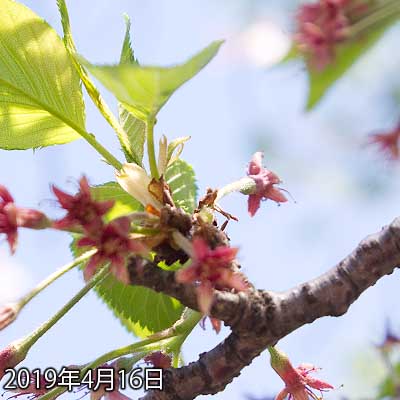 【武蔵小杉の桜(定点観測2019)】全部の花びらが落ちたようですヽ(^.^;)丿