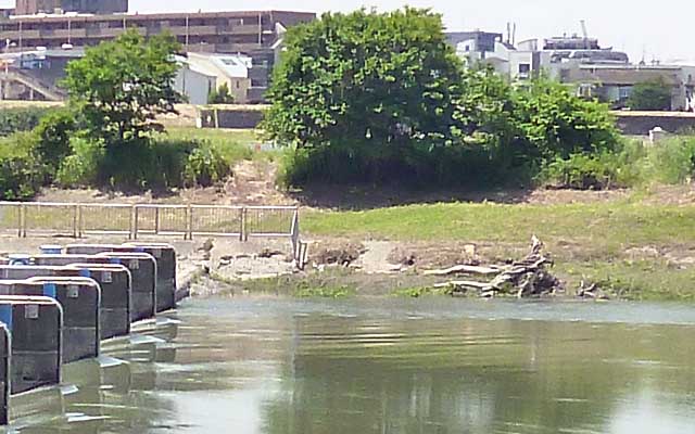 その先週の流木、対岸から撮ってるので判り難いですが、水量が多く、流木のすぐ脇に水が流れている感じ