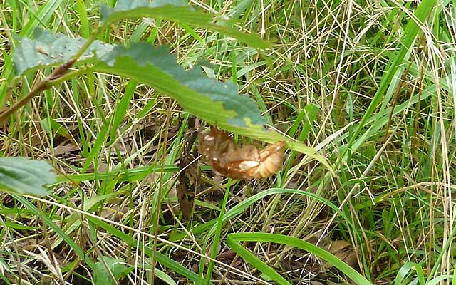 探してみたら木の裏、草むらに近い辺りに…が…まさか去年のぢゃないだろうな?ヽ(^.^;)丿